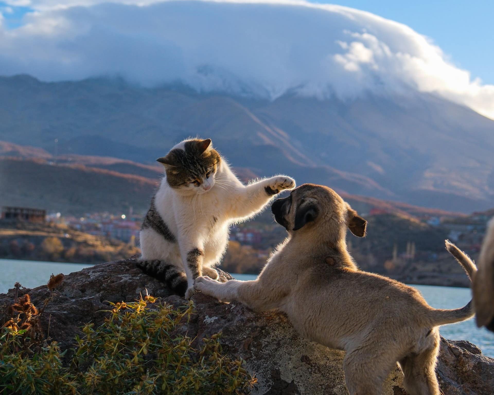 A new kitten and a puppy interact playfully on a rock outdoors, with mountains and clouds in the background.