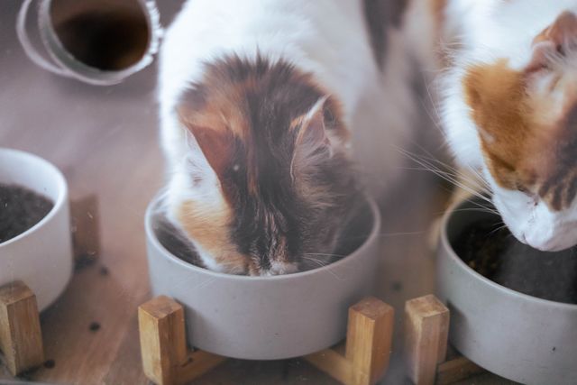 Two cats with orange, white, and black fur eat from separate bowls placed on wooden stands—a great example of routine pet care in action.
