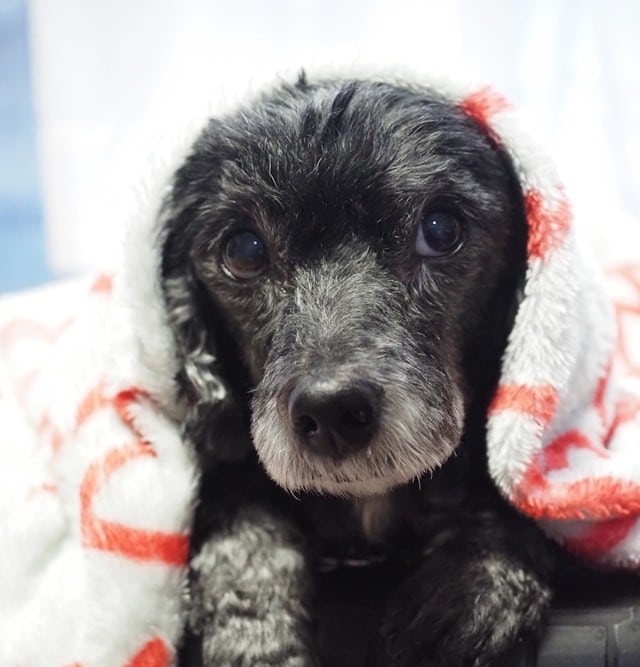 A small black dog with gray fur on its face is wrapped in a white towel with red stripes, looking directly at the camera—a charming reminder of the importance of routine pet care for your new puppy.