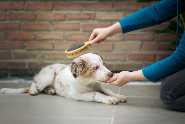 A person brushes a white and brown puppy lying on a tiled floor while offering their hand for comfort, demonstrating routine pet care to support preventive health care for dogs.
