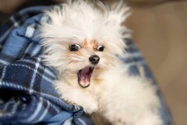 A small white fluffy dog with wide eyes and an open mouth lies on a blue plaid blanket, watching the new kitten explore nearby.