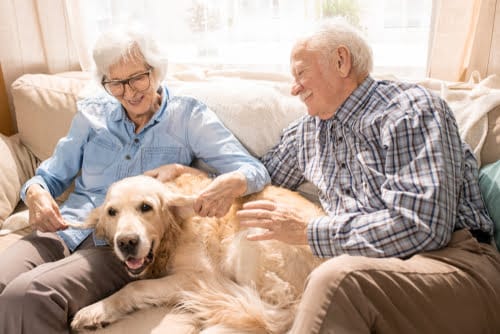 Senior Pet Parents – Contingency Plans for Your Pet