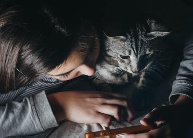 Spay and Neuter – Should You Desex Your Cat Explored