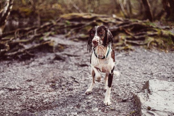 A wet dog stands alert on a rocky path in a wooded area after an adventure. Adventurous pet parents should consider getting dog insurance in New Zealand due to the pet health risks that accompany such explorations.