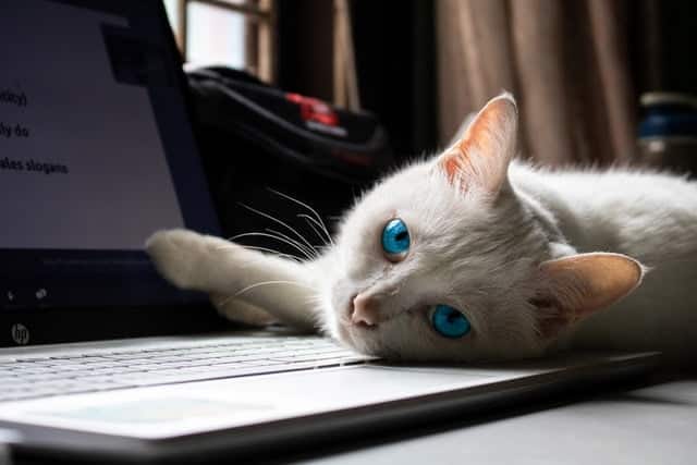 white cats sitting on laptops lie this one are warm