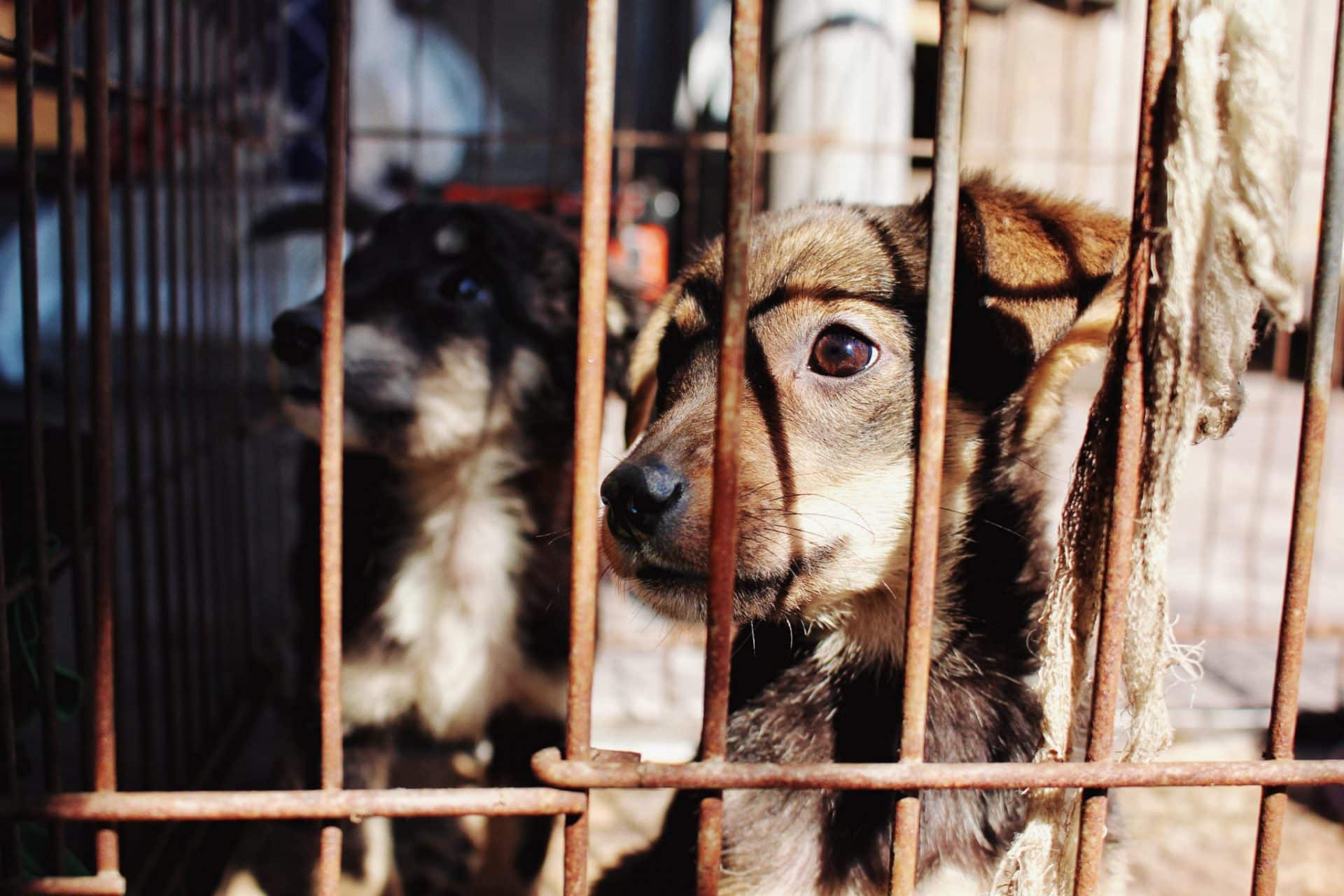 whats wrong with puppy mills