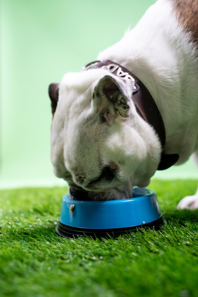 bulldog eating from blue bowl on grass