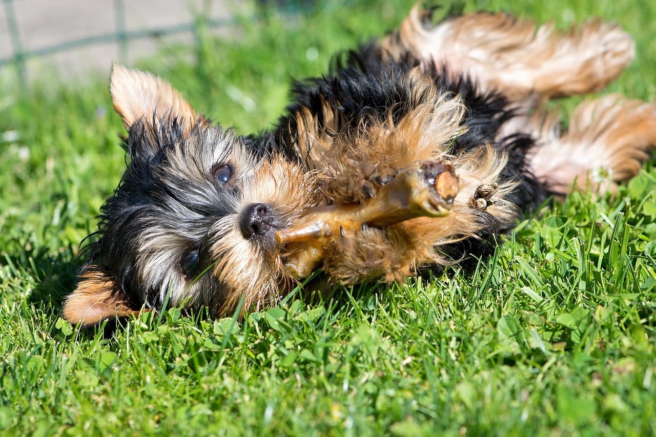 yorkie puppy on grass ponders pros and cons of raw food