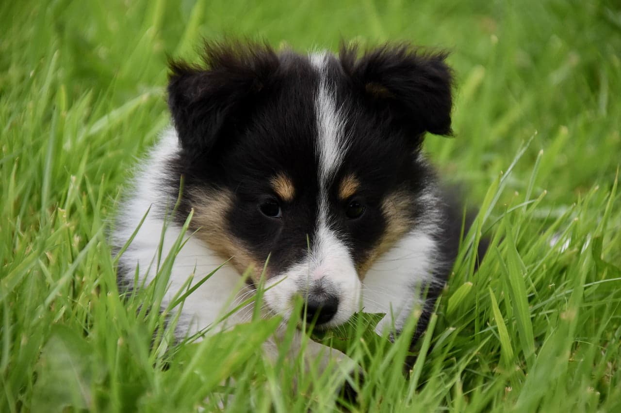 Toilet training border collie sales puppy