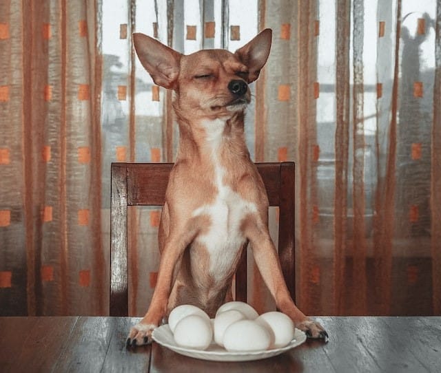 a dog sits over a bowl of eggs with its eyes closed taking in the scents