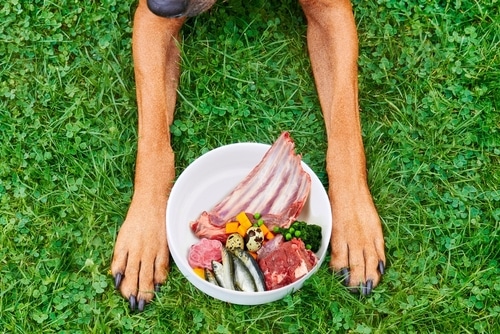 a dog sits in front of its raw food bowl