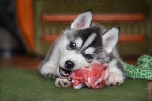 a puppy enjoys a raw food diet for dogs