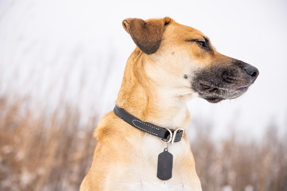 A tan dog with a black collar and tag looks to the right, standing outdoors on blurred, wintry grass—perfect for capturing special moments using your favorite AI pet app.