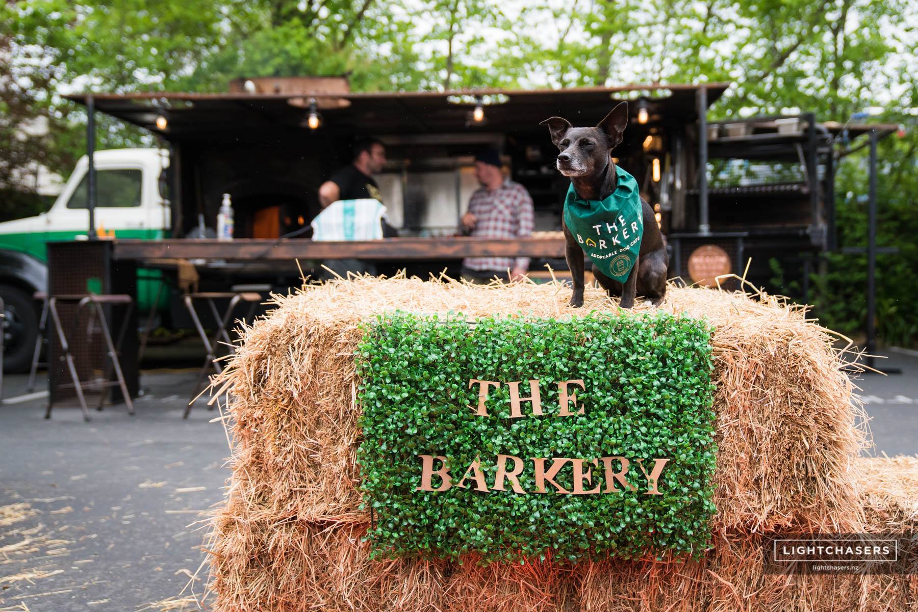 Adoptable Dog Café Interview with The Barkery