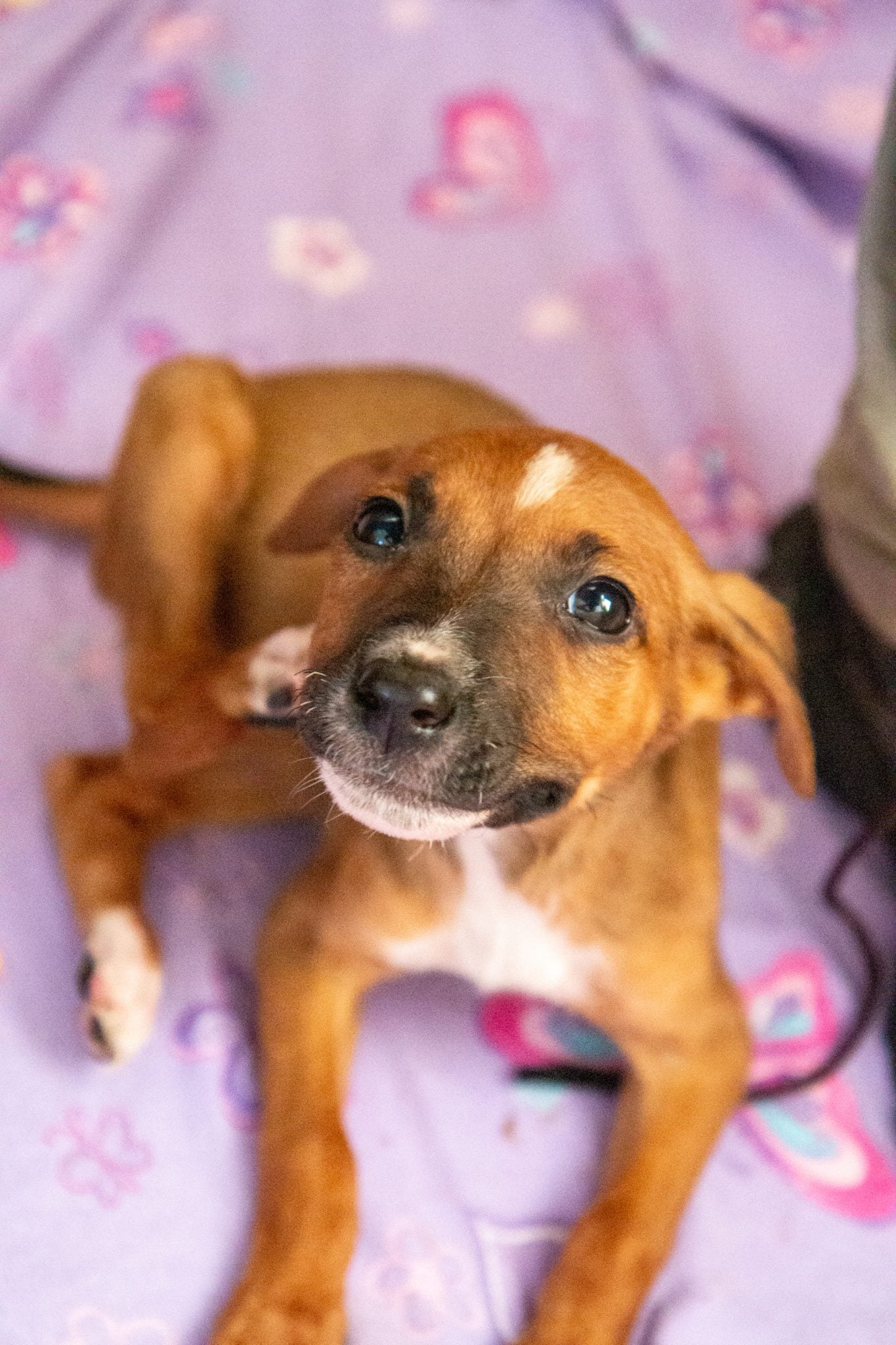 A COVID-19 vaccination for pets would help this dog