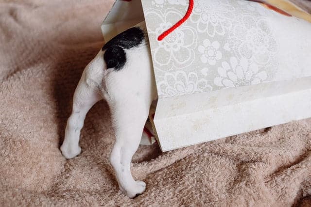 dog in gift packet