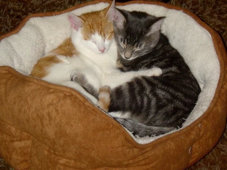 After a good introduction, cats can be lifelong besties.