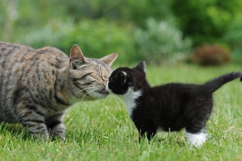 Only introduce your cats in person once you’ve followed the smell & sight steps.