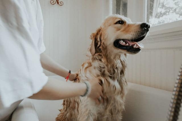 Dogs need to be bathed regularly but don’t give your cat a bath