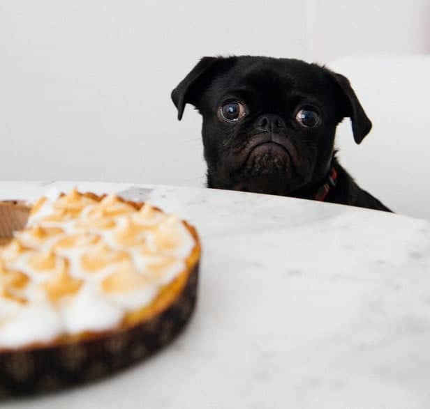 Nevermind cake, did you know that some low-calorie, wholesome foods – like onions – can be toxic for pets too? 