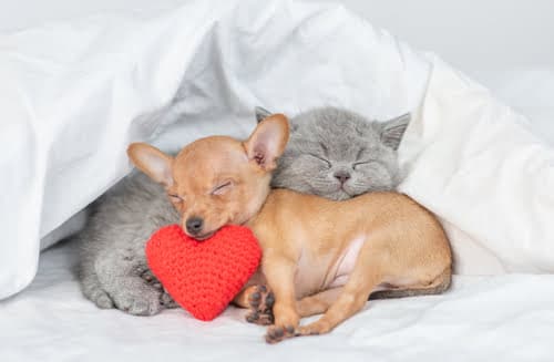 We love our fur kids as much as this puppy and kitten love each other!