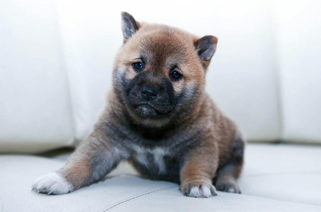 A brown and white puppy with a curious expression, small in dog size, sits on a white surface.