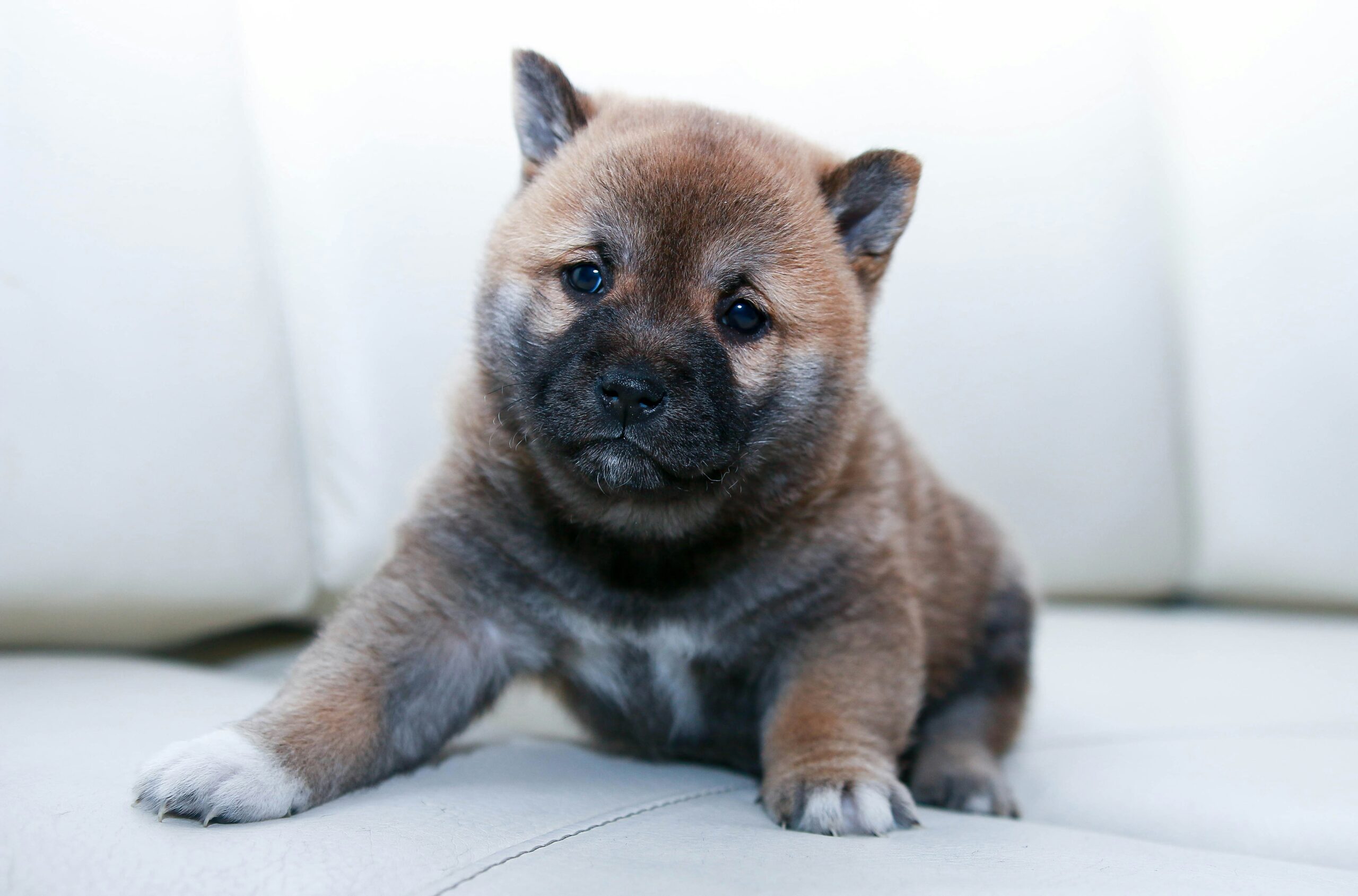 A brown and white puppy with a curious expression, small in dog size, sits on a white surface.