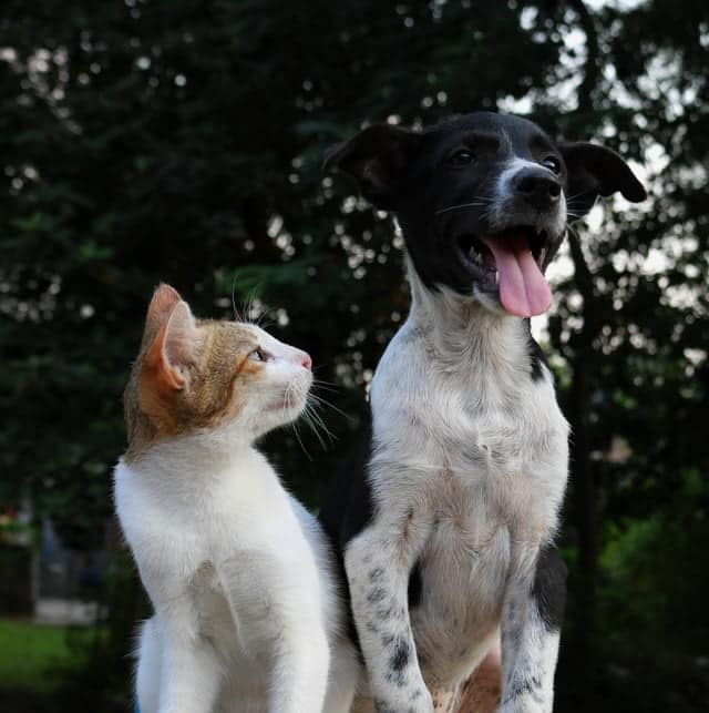 pet insurance isnt expensive, even for a dog and a cat like these two