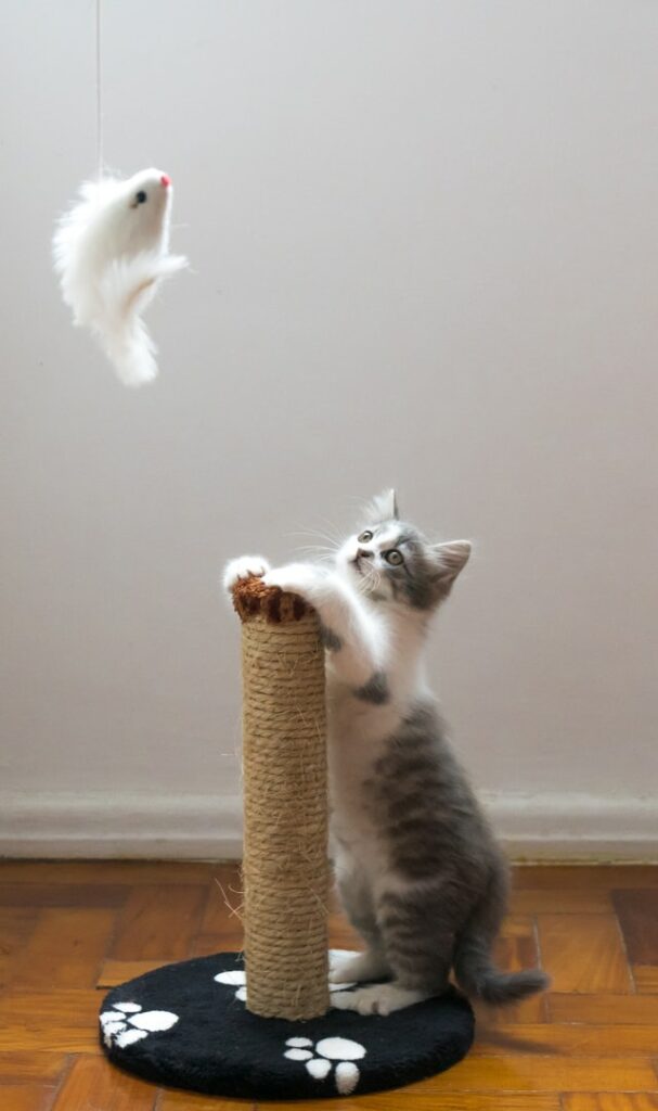 Kitten Scratching Furniture Our Tips Pd Insurance Nz Kitten Scratching Furniture Our Tips Pd Insurance Nz