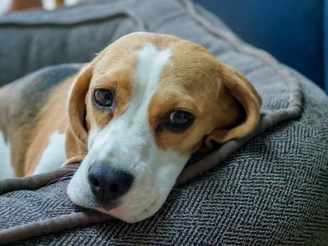 beagles are one of the kindest dog breeds