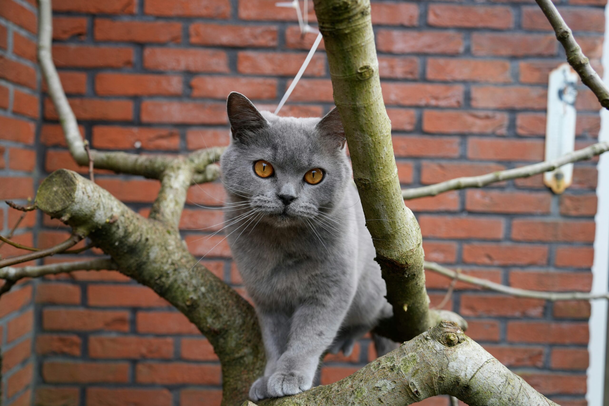 A grey indoor cat with striking orange eyes stands confidently on the branch of a tree against a brick wall background.