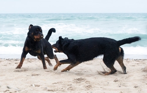 Two black and brown dogs playfully interact on a sandy beach with ocean waves in the background, showing friendly energy rather than a dog fight.