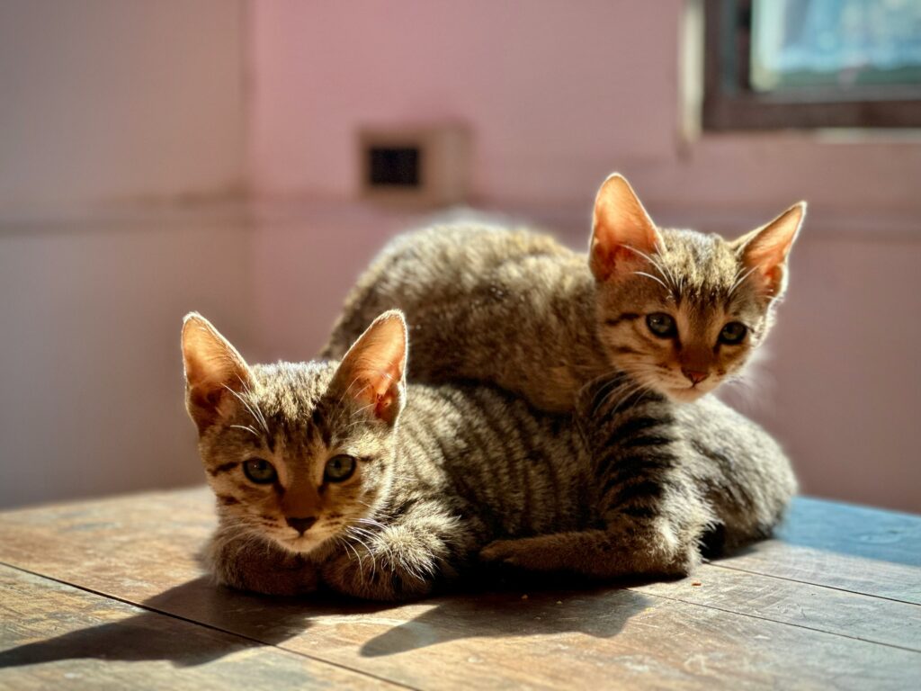 Two tabby kittens rest on a wooden surface, with one kitten lying on top of the other. Sunlight streams in from a nearby window, warming the furry duo.