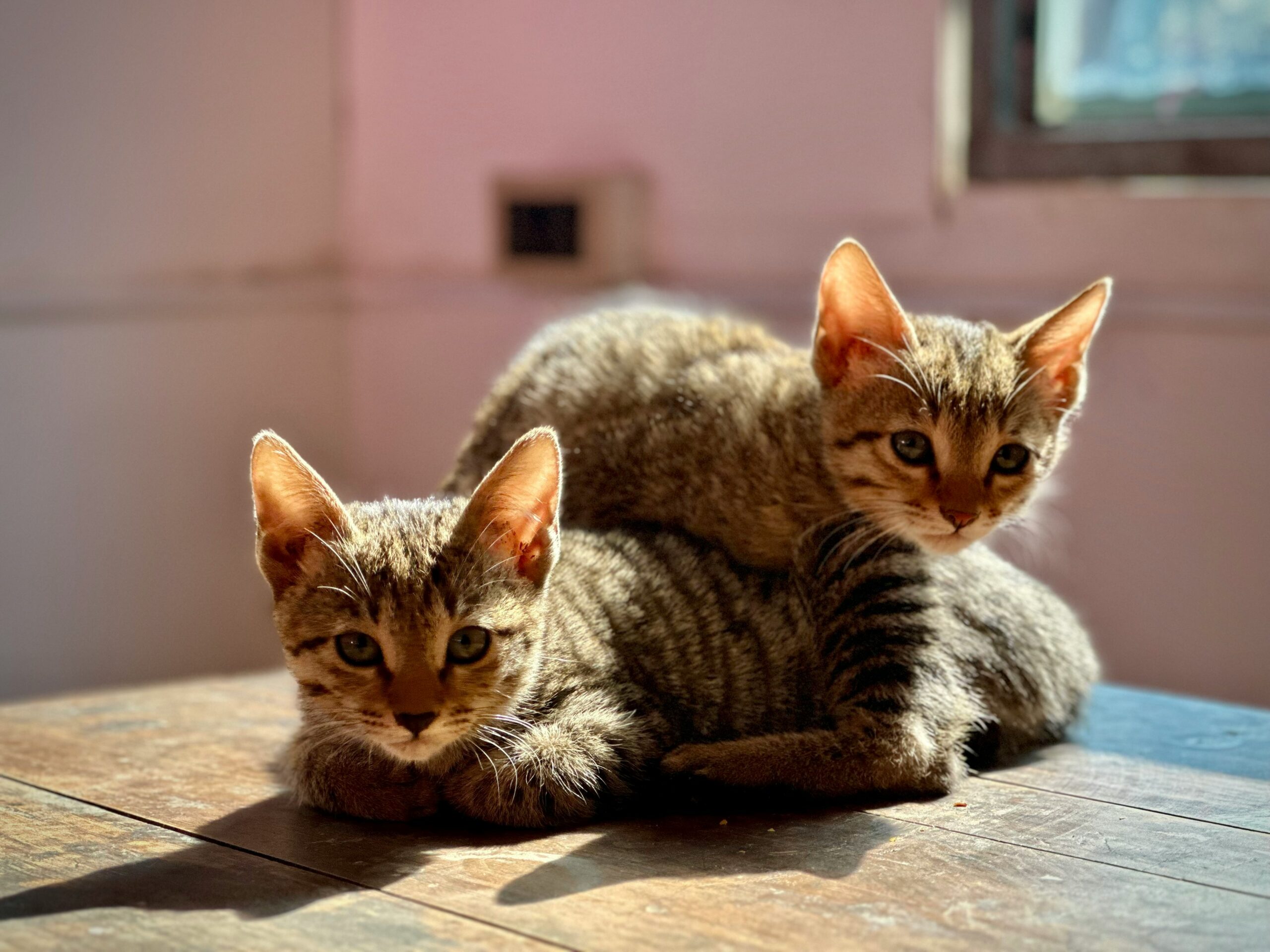 Two tabby kittens rest on a wooden surface, with one kitten lying on top of the other. Sunlight streams in from a nearby window, warming the furry duo.