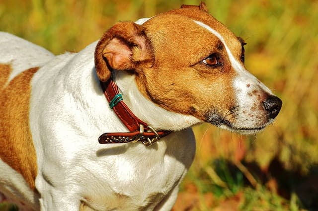 jack russell - fifth best dog breed in new zealand