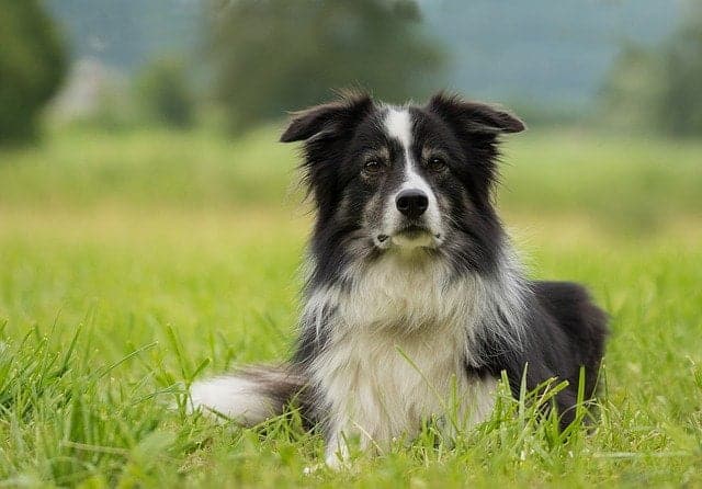 border collies are clever and kind. they are the 2nd most popular dog breed in new zealand