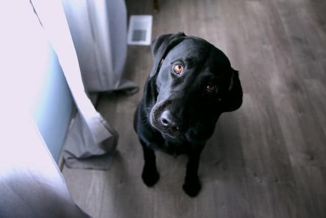 labradors are the top dog breed in new zealand