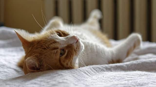 this ginger cat's owner has a relaxed pet parenting style 
