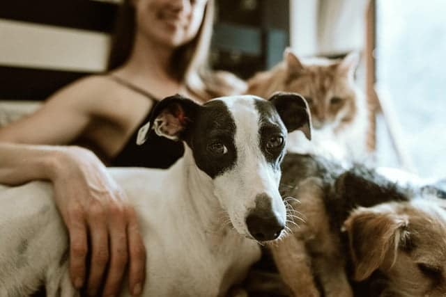 this lady is a pet parent to two dogs and a cat and probably has ''the easy game" pet parenting style