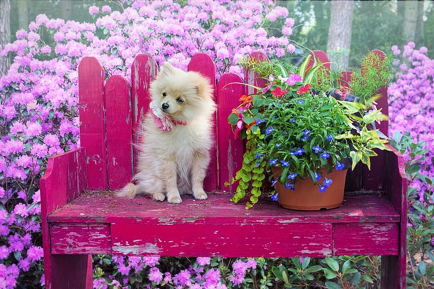 Pet photography works well in an outdoor setting like this.