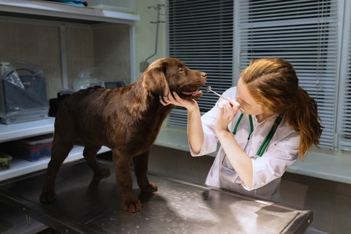 A female veterinarian is petting a brown labrador dog after using a chocolate toxicity calculator