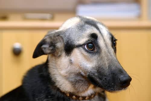 scared looking dog black and brown with ears pinned back