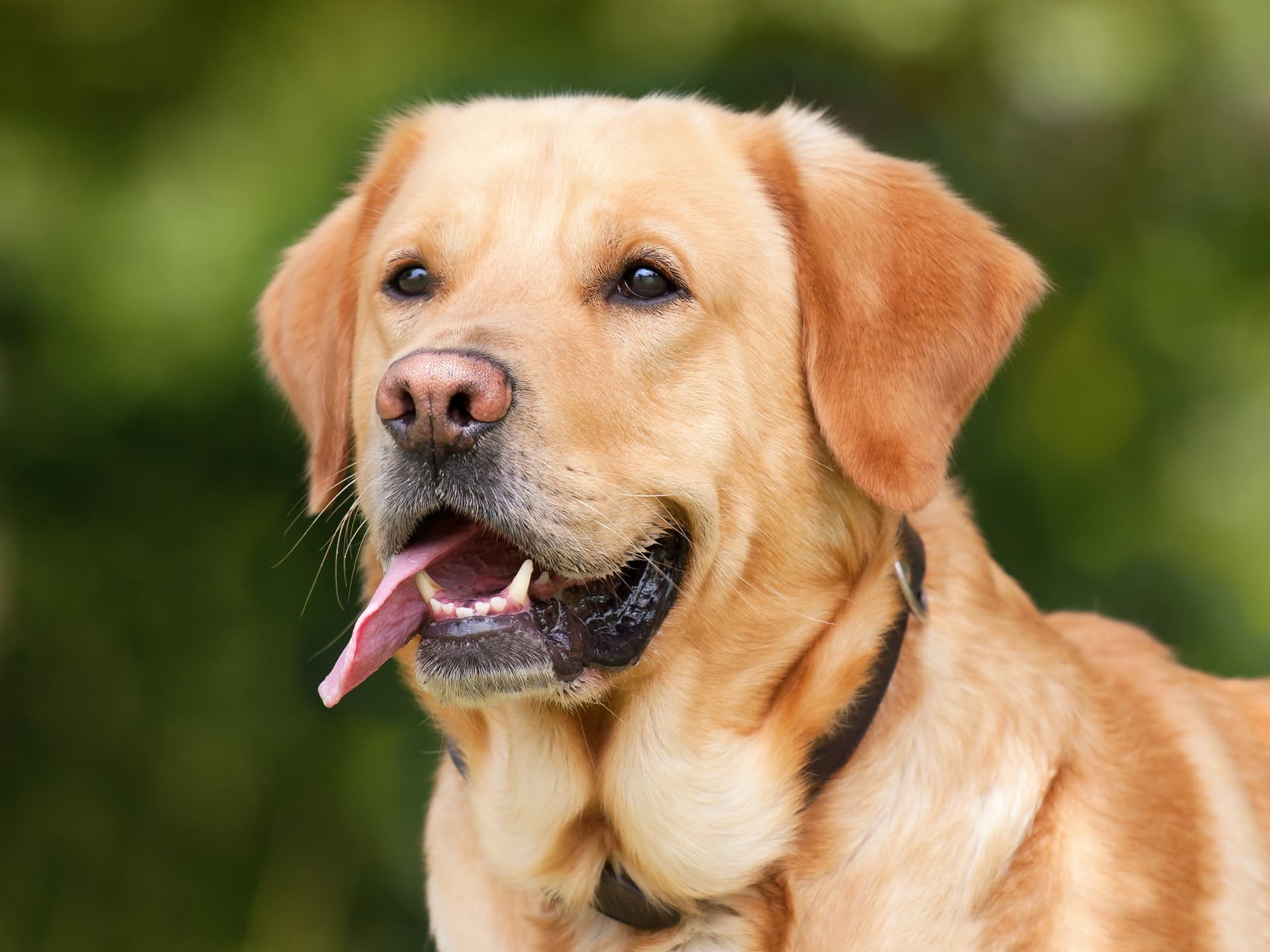 Golden labrador retriever with a friendly personality and tongue out.