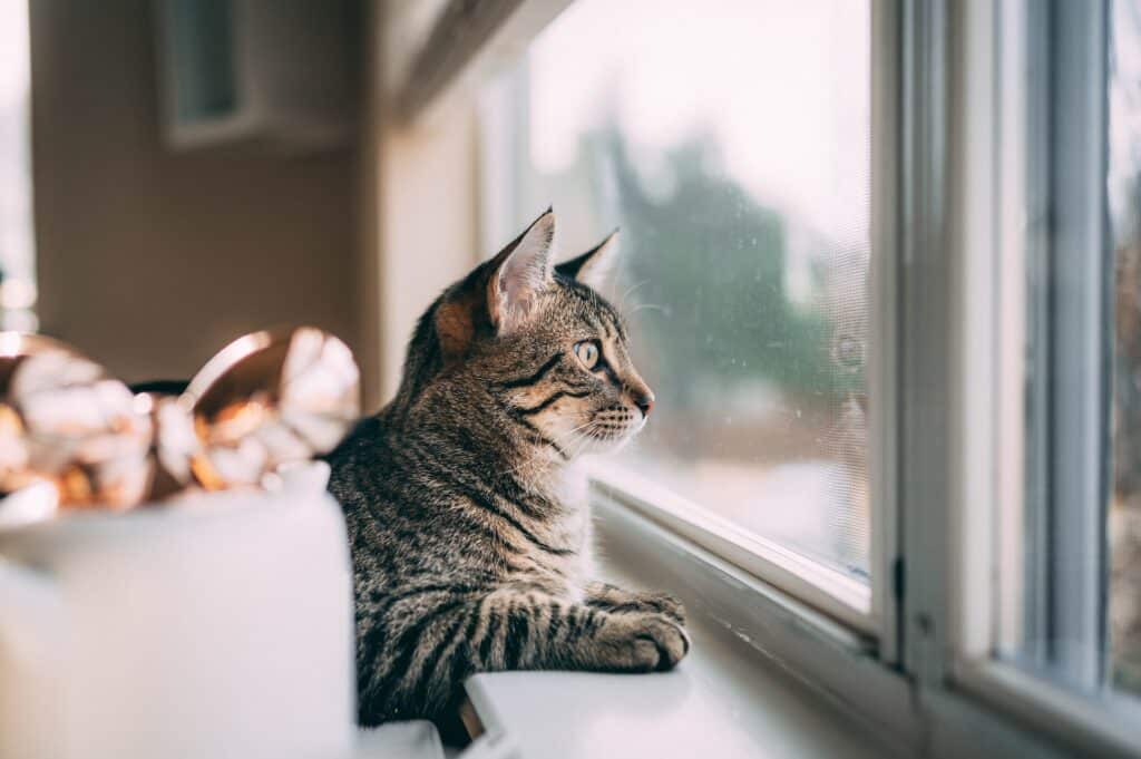A Tabby cat left all alone at home.