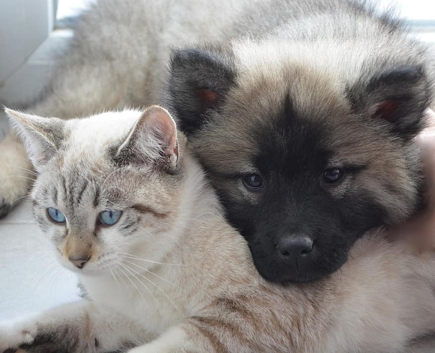This puppy and cat introduction has been a great success.