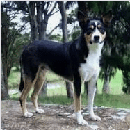 heading dog is another top dog breed in new zealand