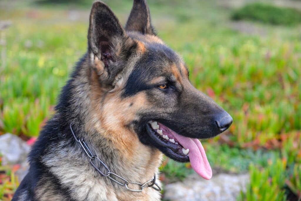 A German Shepherd dog with a chain collar sits outdoors, mouth open and tongue out, against a blurred green background—a proud member of the top dog breeds in New Zealand.