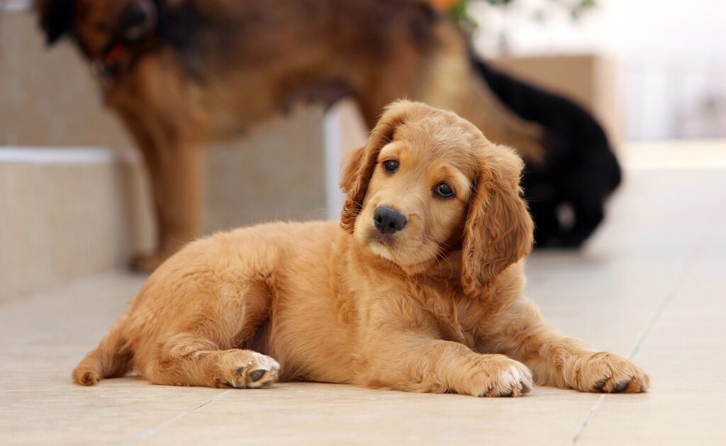 Golden retriever puppy lying down with other dogs in the background, in a puppy-proof area.