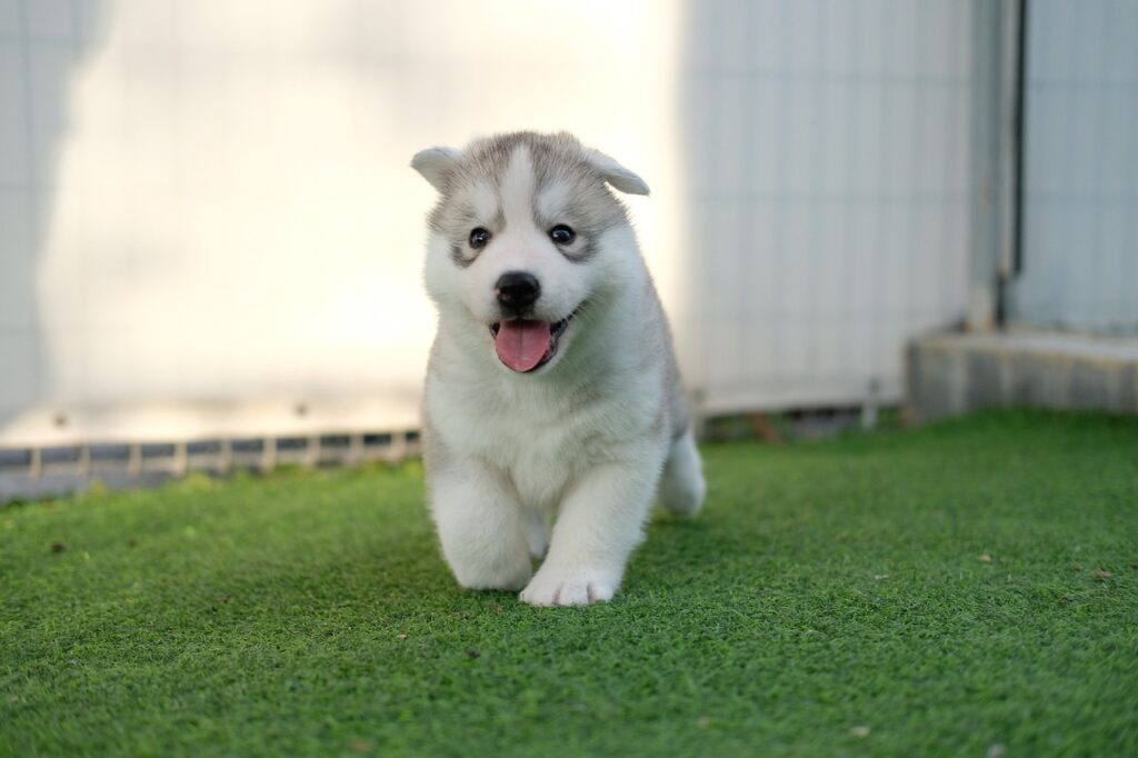 A fluffy Siberian husky puppy, in a puppy-proof area, walking on grass with its tongue out.
