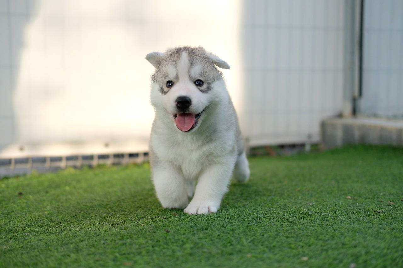 A fluffy Siberian husky puppy, in a puppy-proof area, walking on grass with its tongue out.